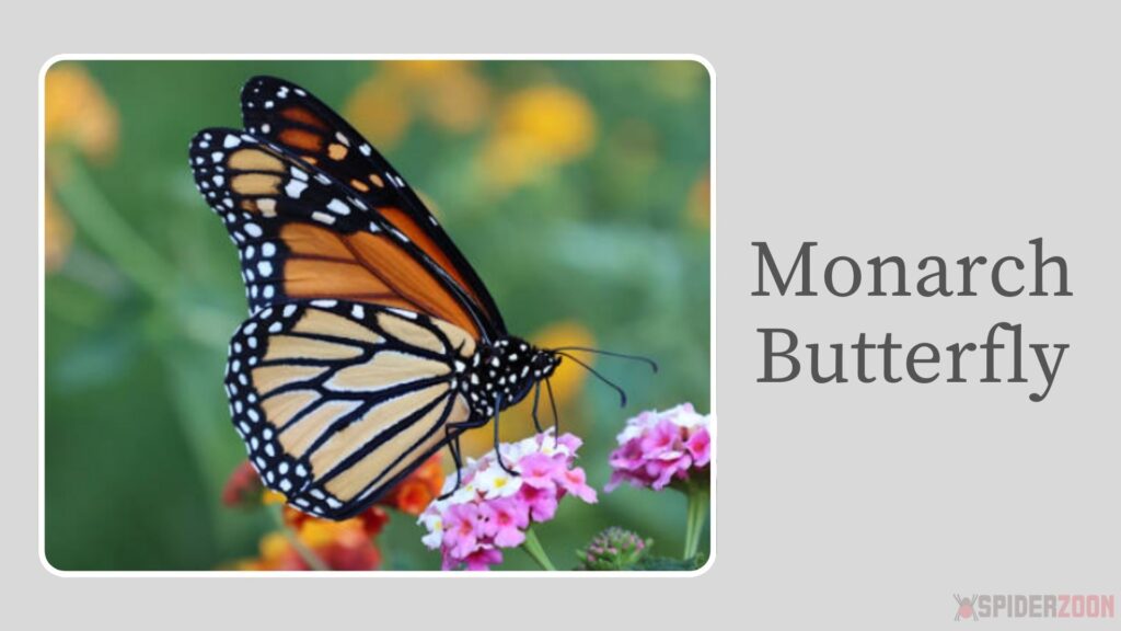 Monarch Butterfly