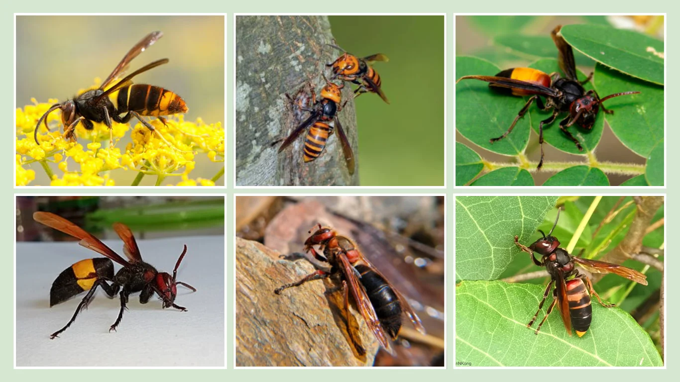 7 Types of Asian Hornets Identification With Pictures
