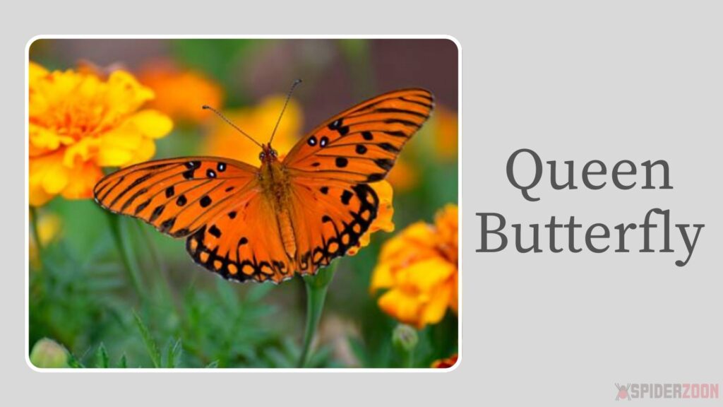 Queen Butterfly