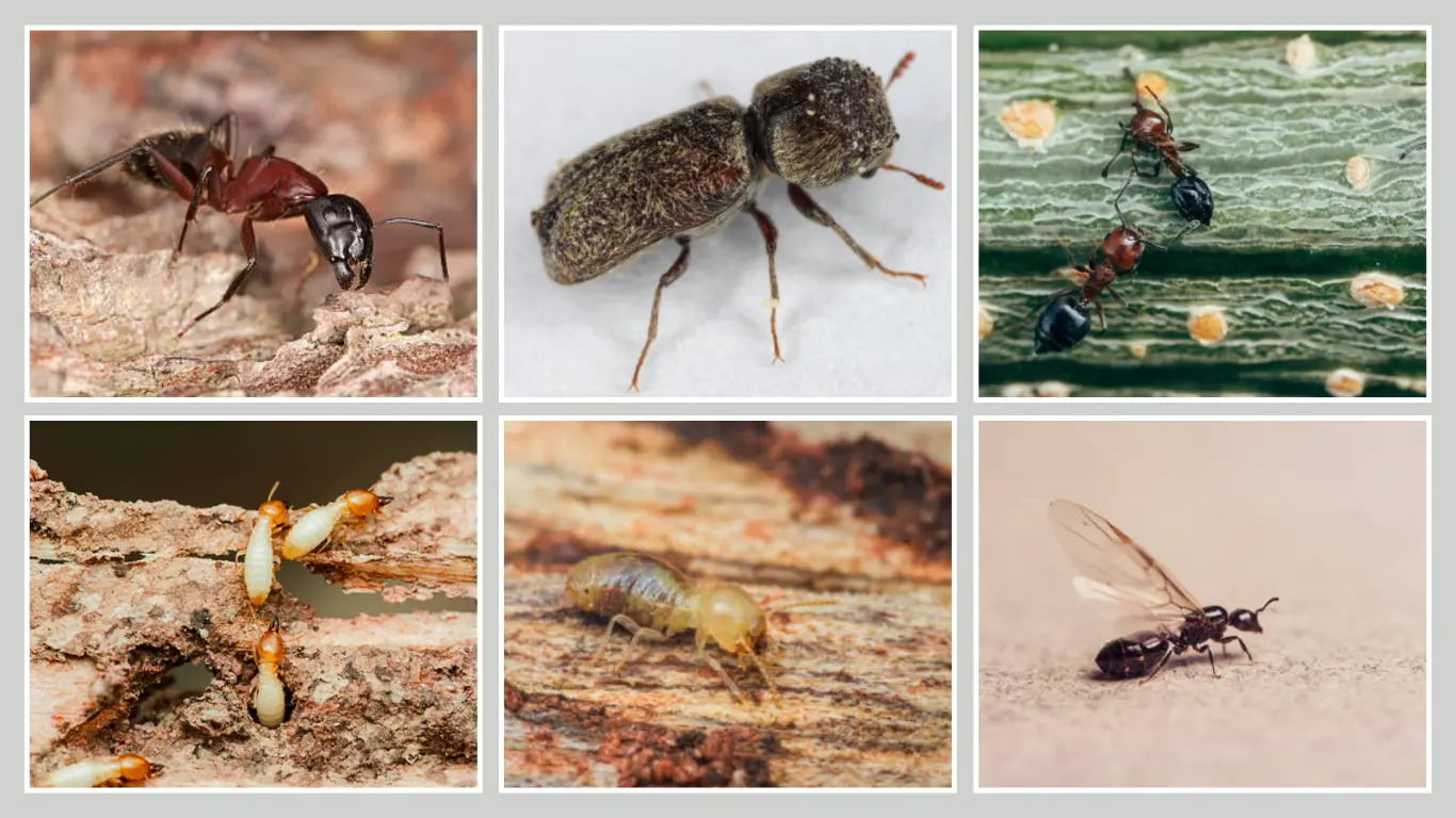 8 bugs that look similar to termites Identification by Pic