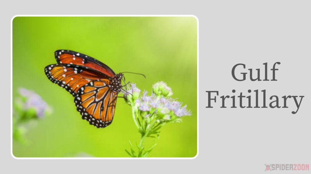 Gulf Fritillary