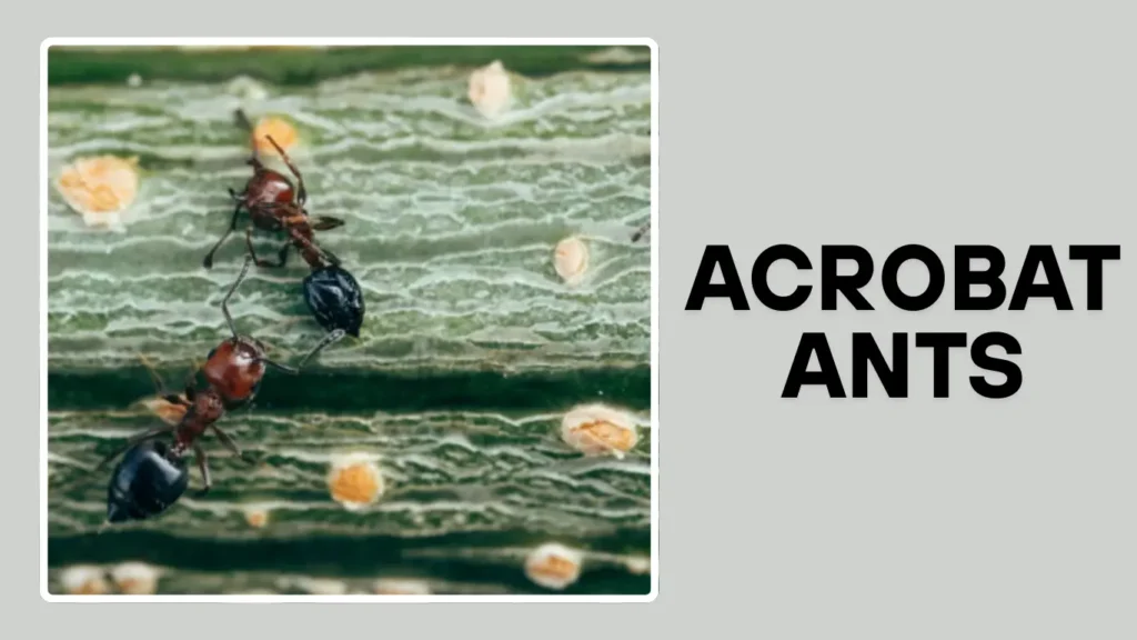 Acrobat Ants