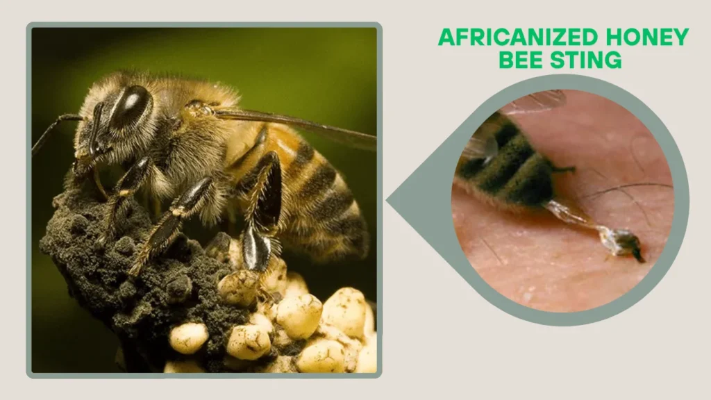 Africanized Honey Bee Sting (Killer Bee Sting)