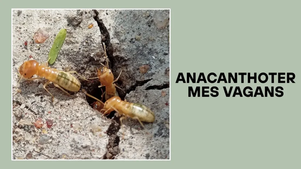 Anacanthotermes vagans