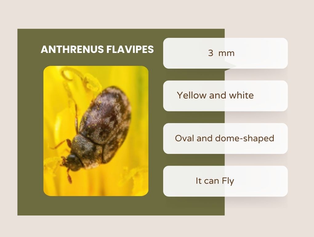 Yellow Carpet Beetle