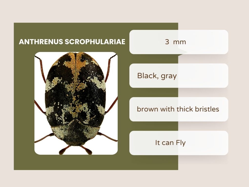 Buffalo Carpet Beetle