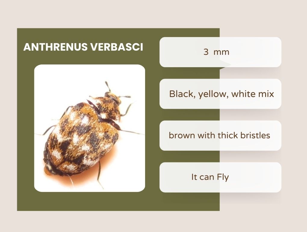 Varied Carpet Beetle species