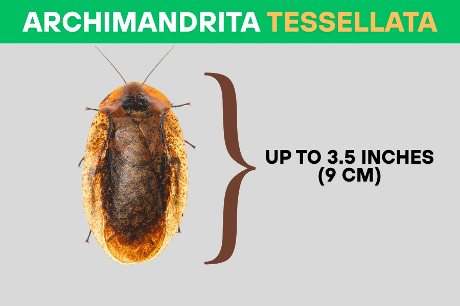 Archimandrita tessellata