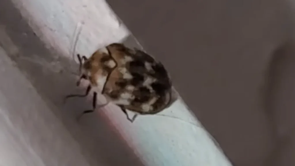 Are Varied Carpet Beetles Dangerous