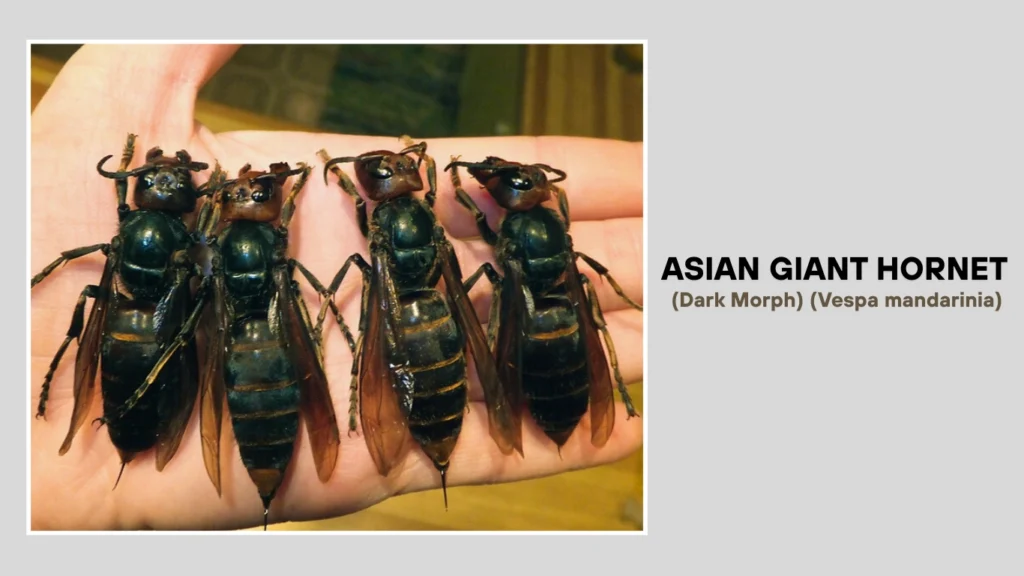 Asian Giant Hornet (Dark Morph) (Vespa mandarinia)