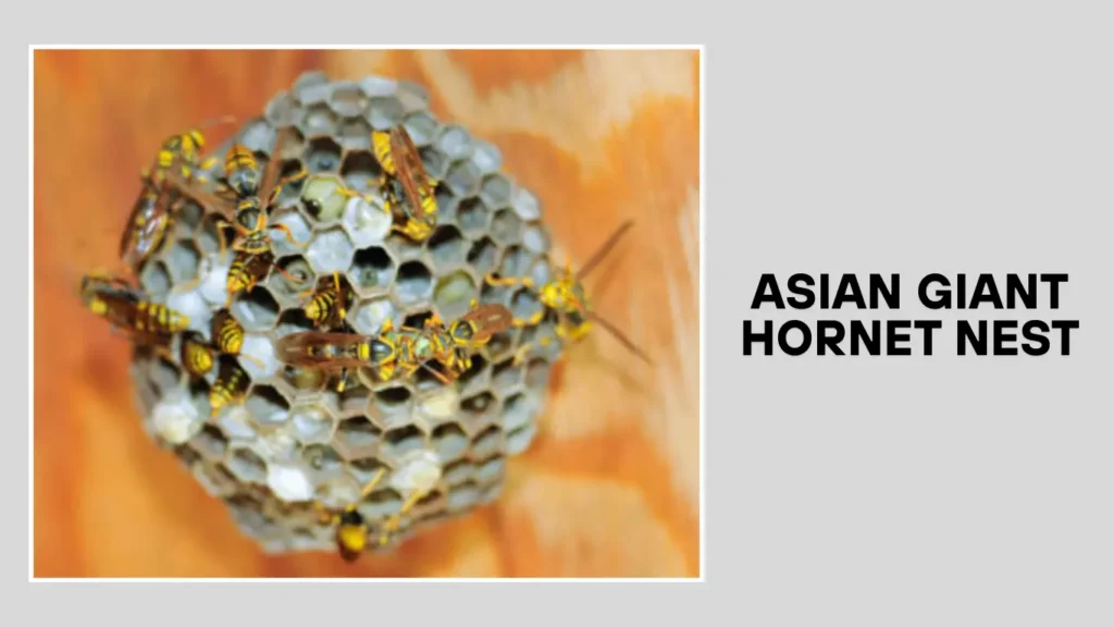 Asian Giant Hornet Nest
