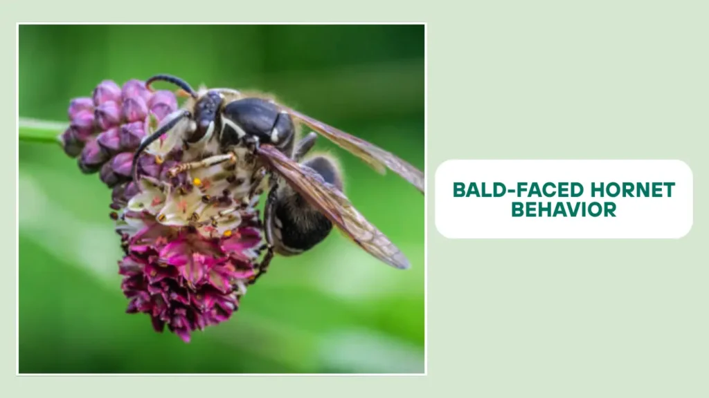Bald-Faced Hornet Behavior