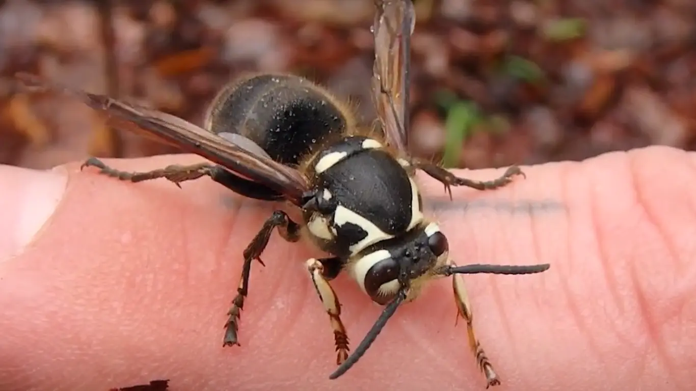 Bald-Faced Hornet: Nest, Sting, Queen, Identification By Picture