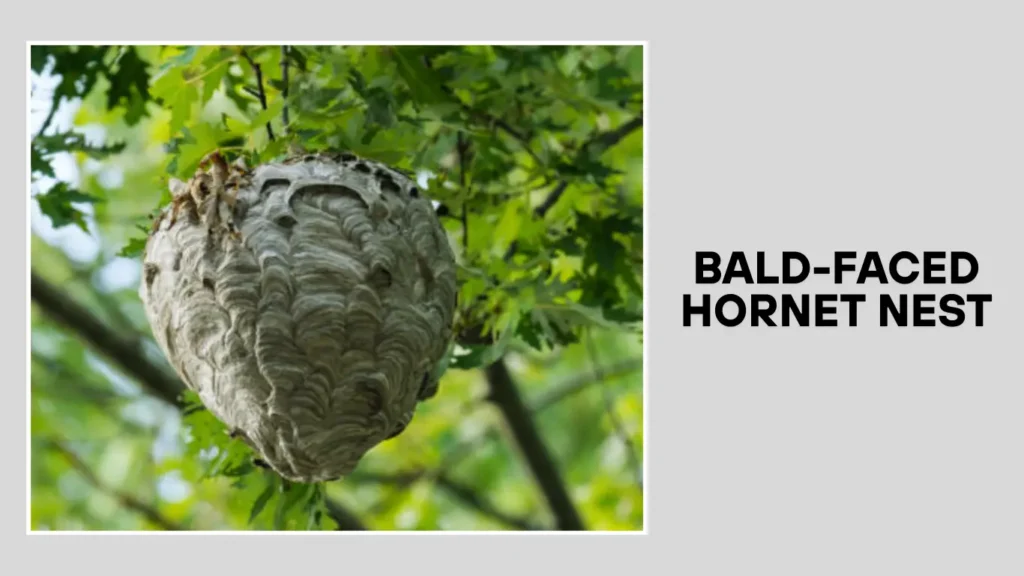15 Types Of Hornet Nests Identification With Pictures 15 Types Of Hornet Nests Identification With Pictures