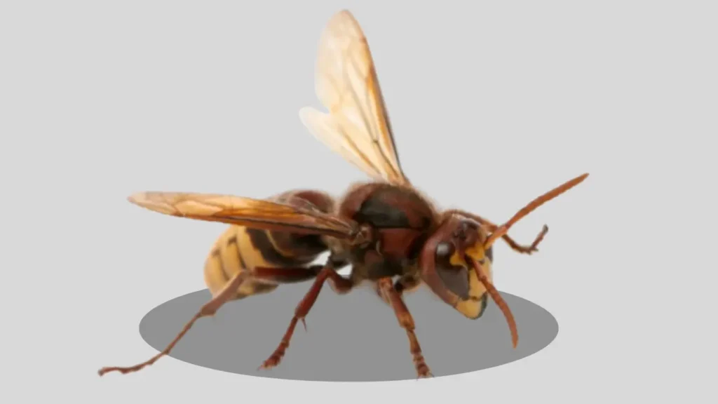 European Hornet (Vespa crabro) Behavior and Activity