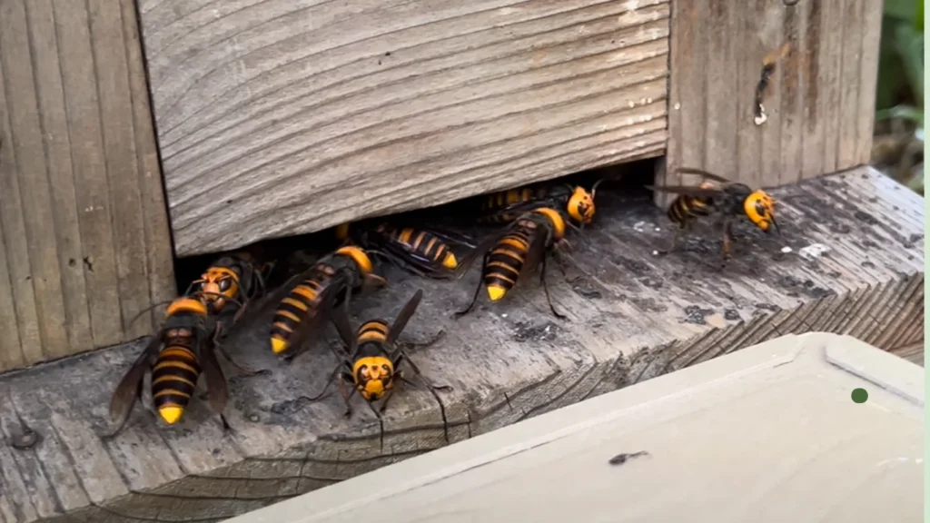 Asian Giant Hornet (Vespa mandarinia): Behavior and Life Cycle