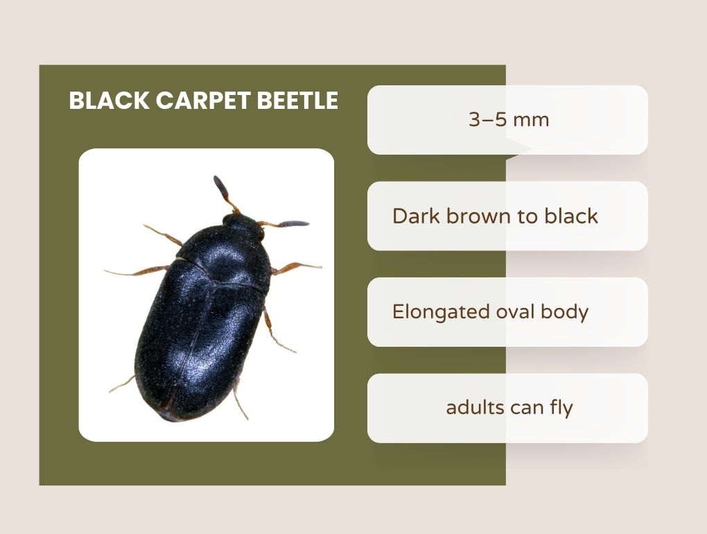 Black Carpet Beetle: size, habitat and more