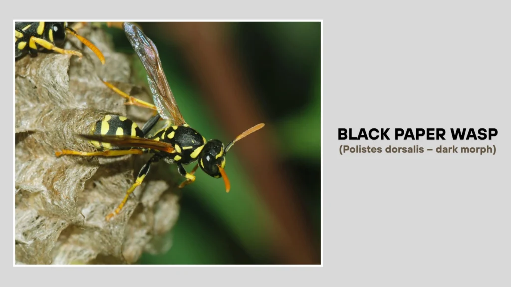 Black Paper Wasp (Polistes dorsalis – dark morph)