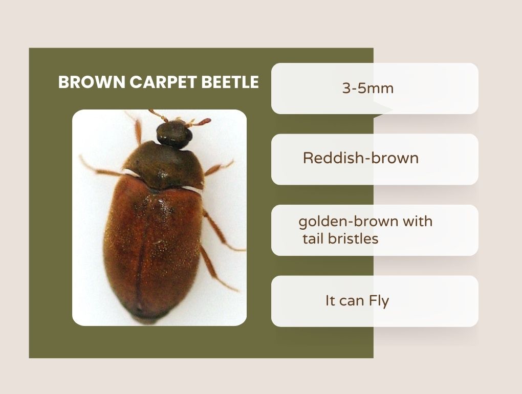 Brown Carpet Beetle