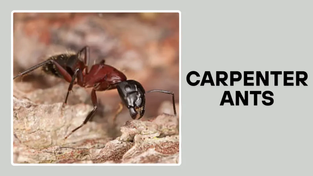 Carpenter Ants