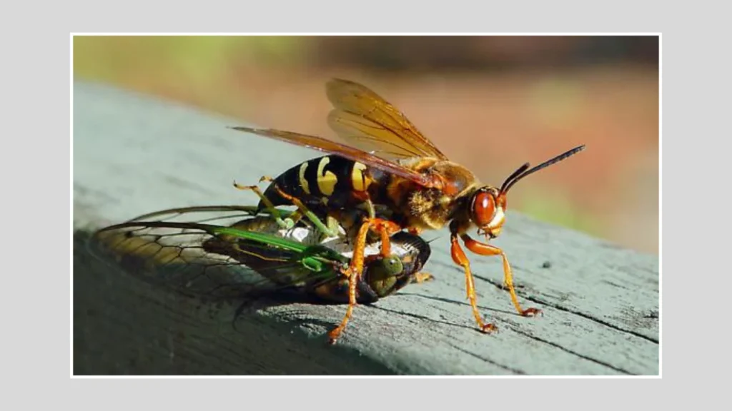 Cicada Killer Bug – Predator or Threat