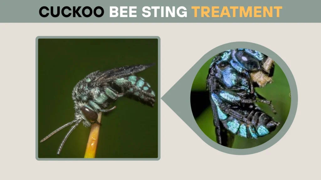 Cuckoo Bee Sting Treatment