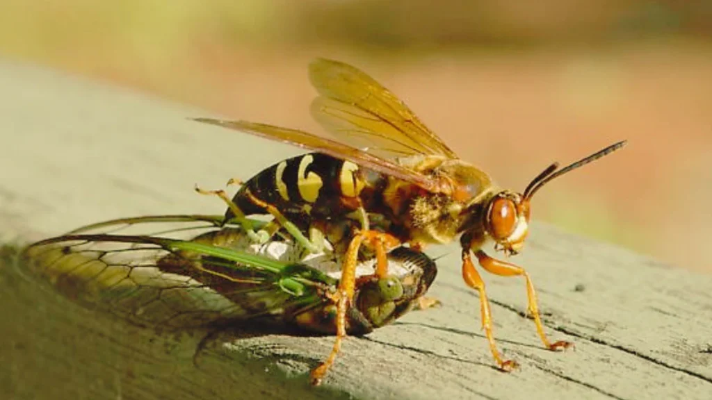 Diet and Hunting Behavior