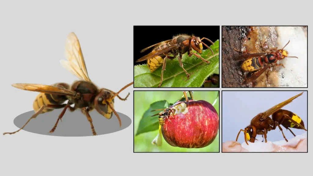 European Hornet (Vespa crabro) Diet and Prey