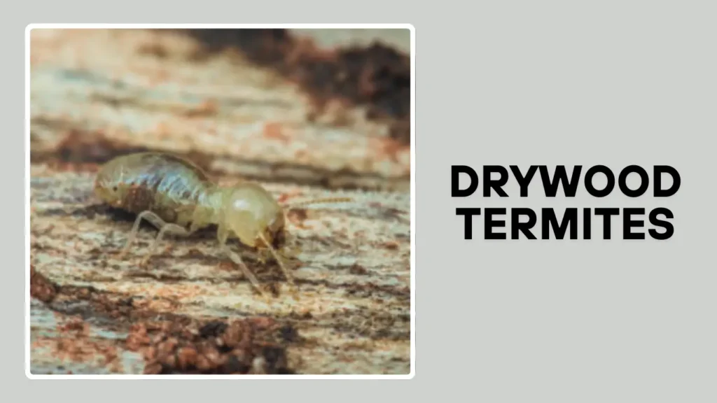 Drywood Termites