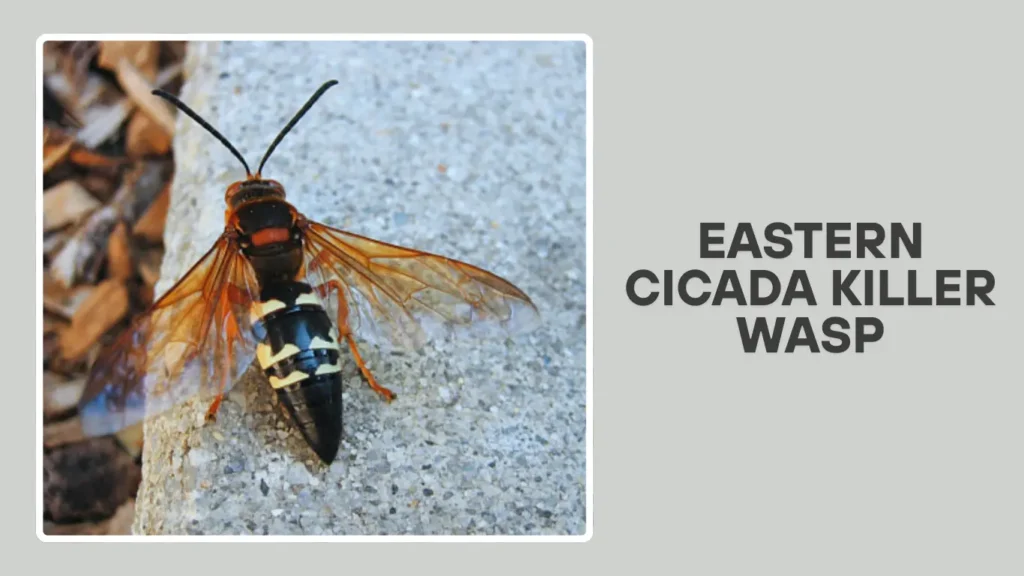 Cicada Killer Wasp Types Sting Nest Identification By Picture