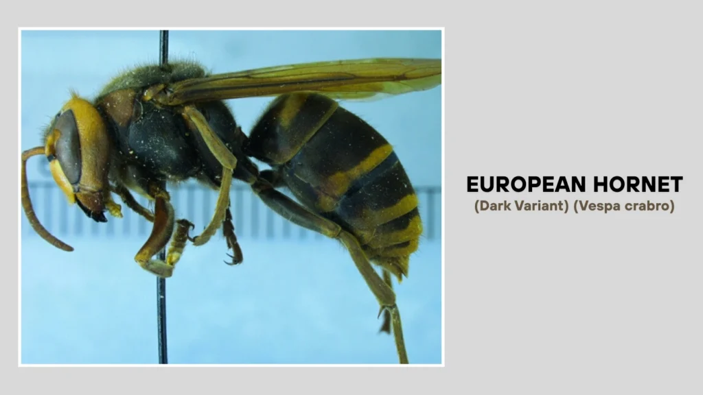 European Hornet (Dark Variant) (Vespa crabro)