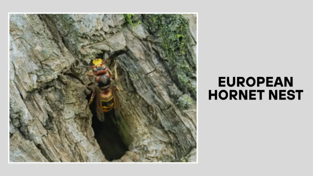 European Hornet Nest