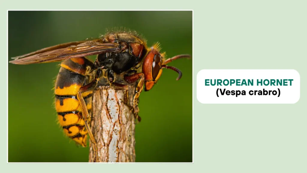 European Hornet (Vespa crabro)