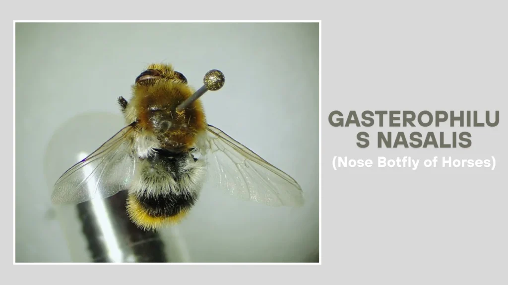 Gasterophilus nasalis (Nose Botfly of Horses)