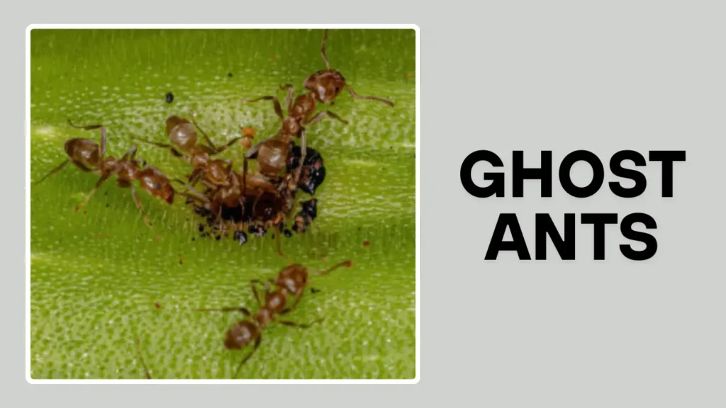 Ghost Ants