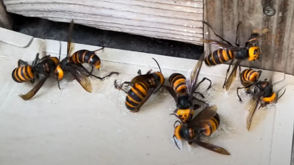Asian Giant Hornet (Vespa mandarinia) Global Sightings and Invasion (2)