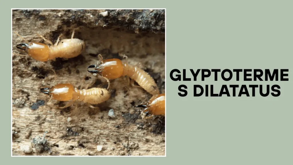 Glyptotermes dilatatus