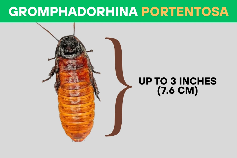 Gromphadorhina portentosa