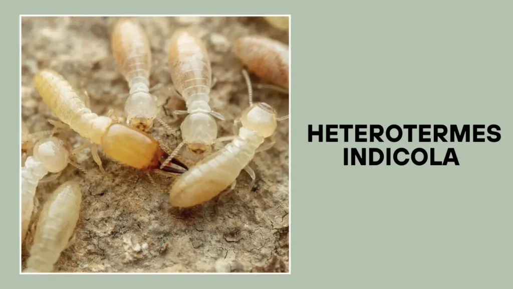  Heterotermes indicola