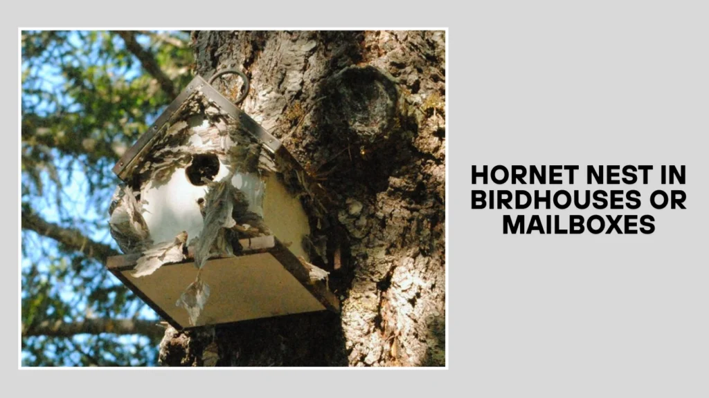Hornet Nest in Birdhouses or Mailboxes