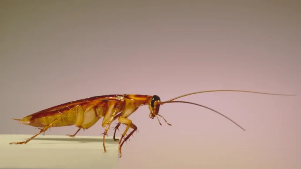 They Are One of the Most Common Household Pests