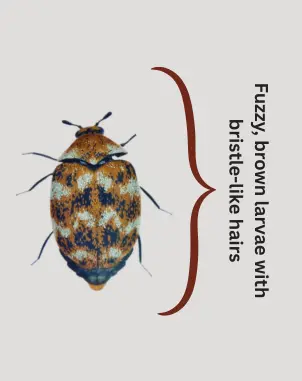 Varied Carpet Beetles: Life Cycle, Behavior, Bite & Facts