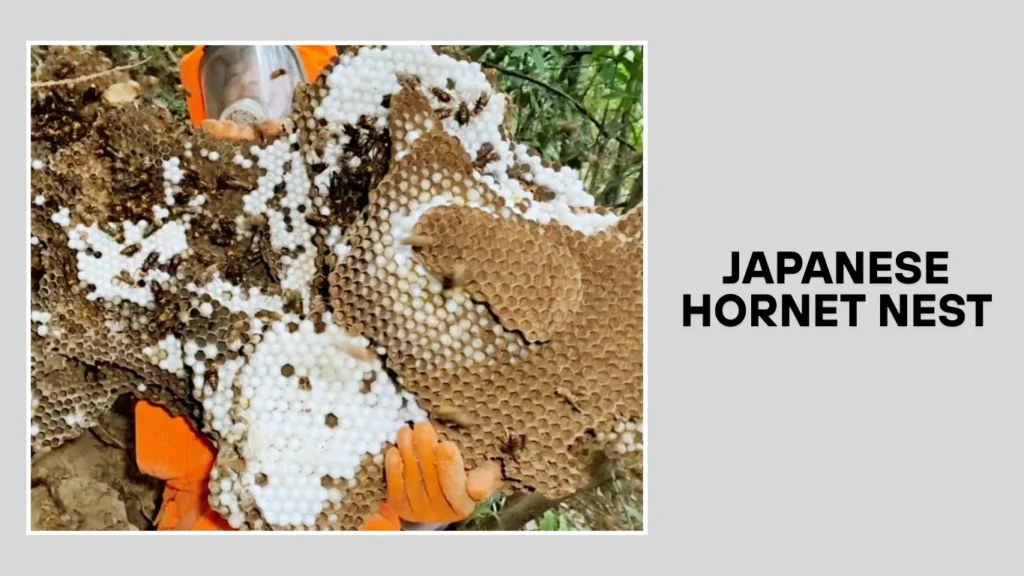 Japanese Hornet Nest