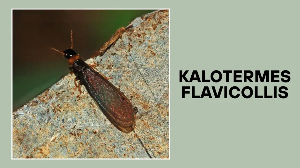 Kalotermes flavicollis