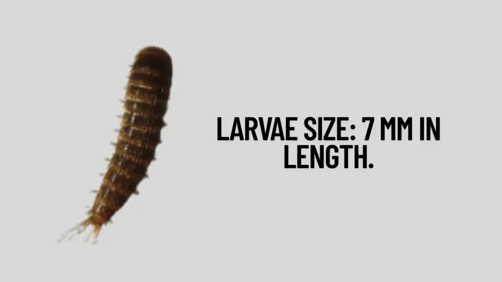 Larvae Are the Real Problem