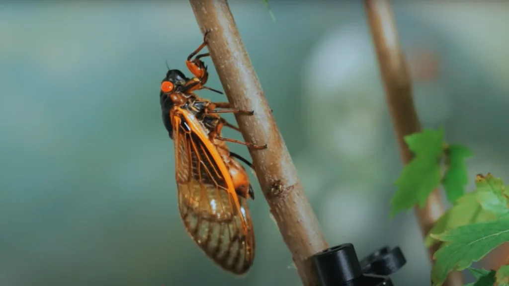 Magicicada septendecula