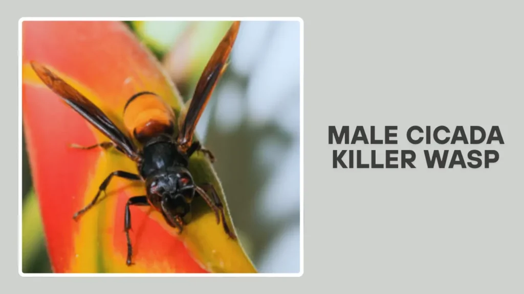 Male Cicada Killer Wasp