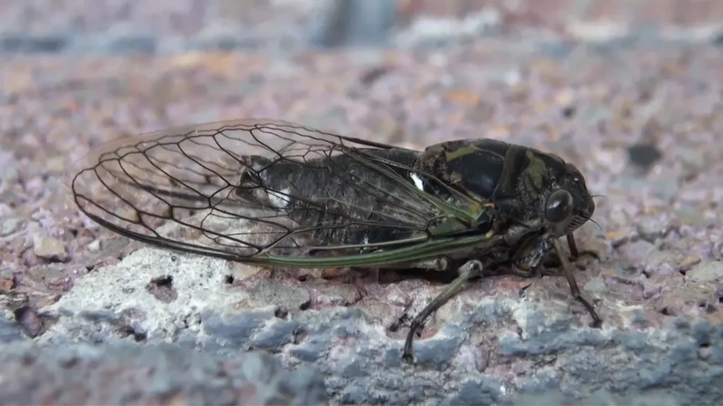 Neotibicen canicularis (Dog-day cicada)