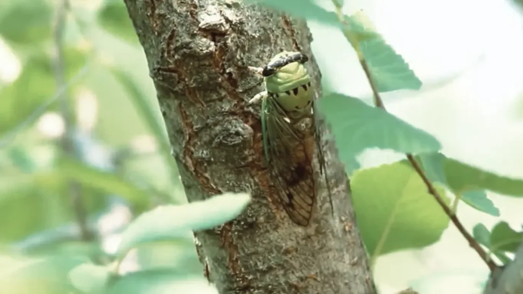Neotibicen superbus (Superb cicada)