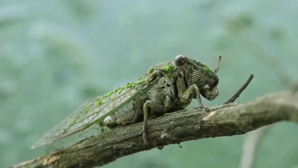 Neotibicen winnemanna